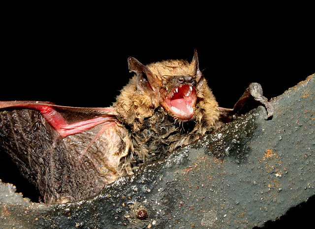 bat.jpg