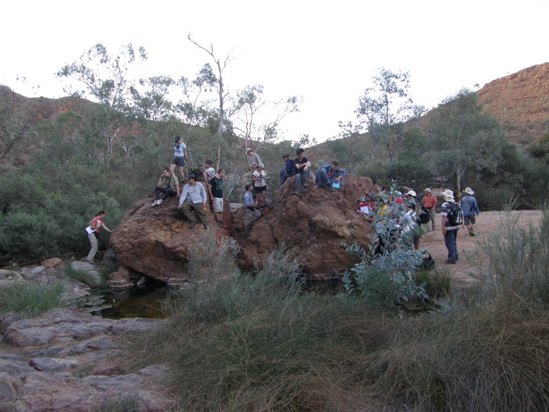 Paralana Hotsprings - Radon-reiche hydrothermale Waesser treten hier aus den alten Graniten an die Oberflaeche.