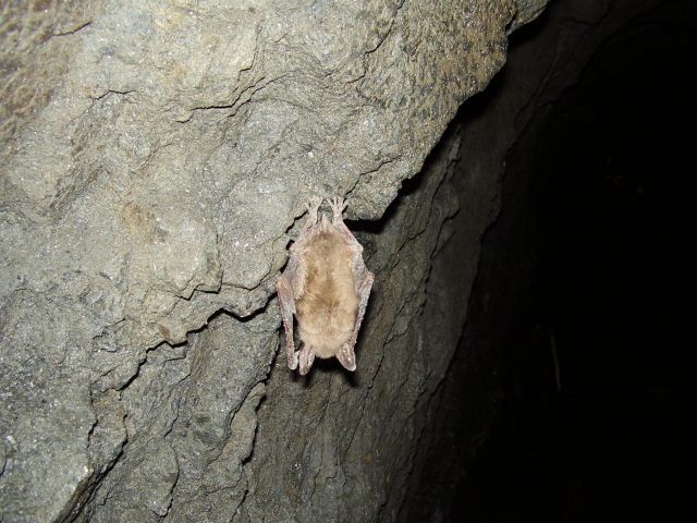 Fledermaus.jpg